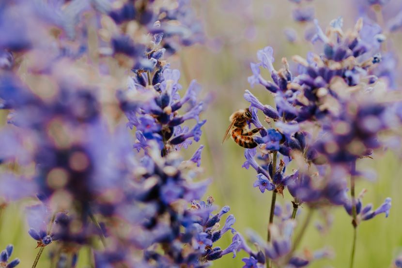  The Lavender Fields, Alton 